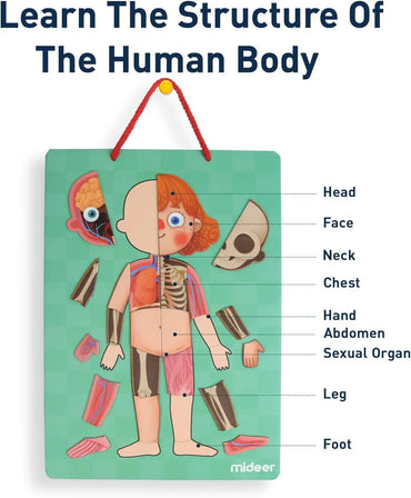 Mideer Body Magnet Eğitici İnsan Vücudu Oyun Seti 90 Parça